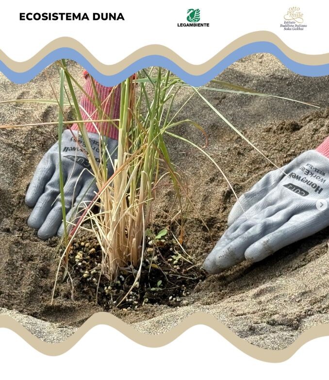 images Colella: "Due visioni di costa: dalle dune protette di Capalbio a quelle di Giovino a Catanzaro" 