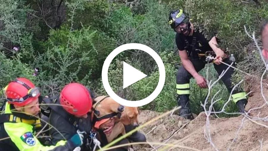 Guardavalle, i vigili del fuoco salvano un cucciolo di cane caduto in un burrone images Guardavalle, i vigili del fuoco salvano un cucciolo di cane caduto in un burrone