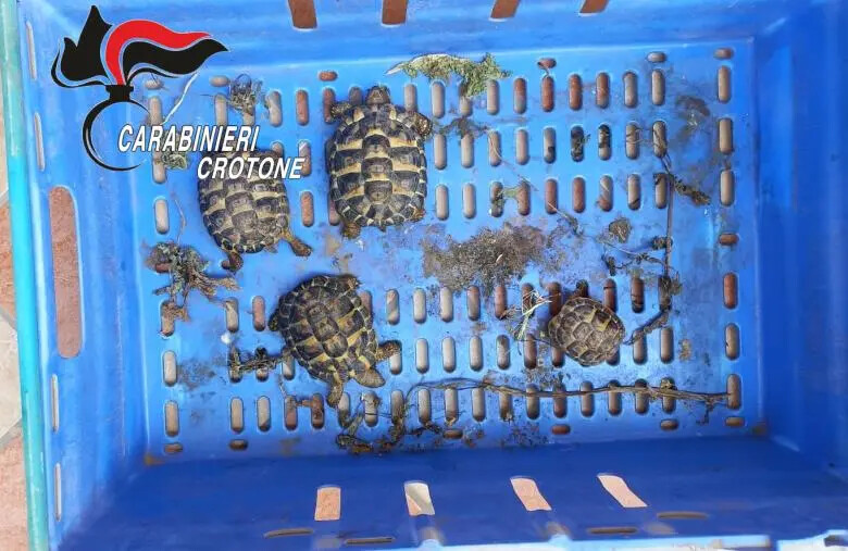 images Perquisizioni e controlli a Isola Capo Rizzuti, ritrovate 4 tartarughe specie protetta