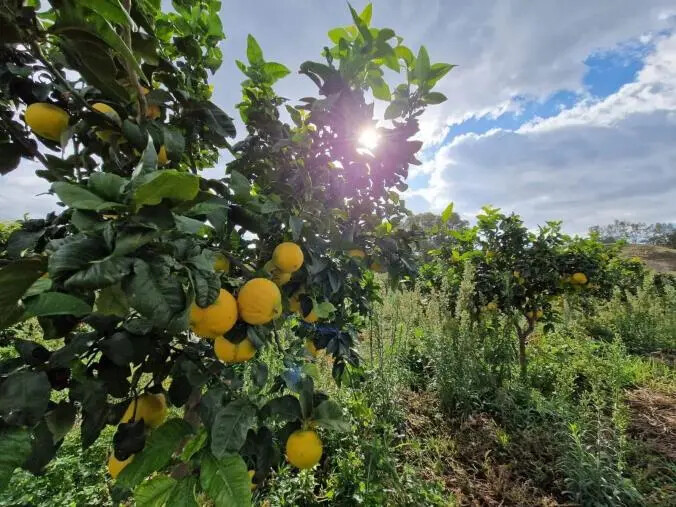 Tutto pronto per l’approvazione dell’IGP del Bergamotto di Reggio Calabria images Tutto pronto per l’approvazione dell’IGP del Bergamotto di Reggio Calabria