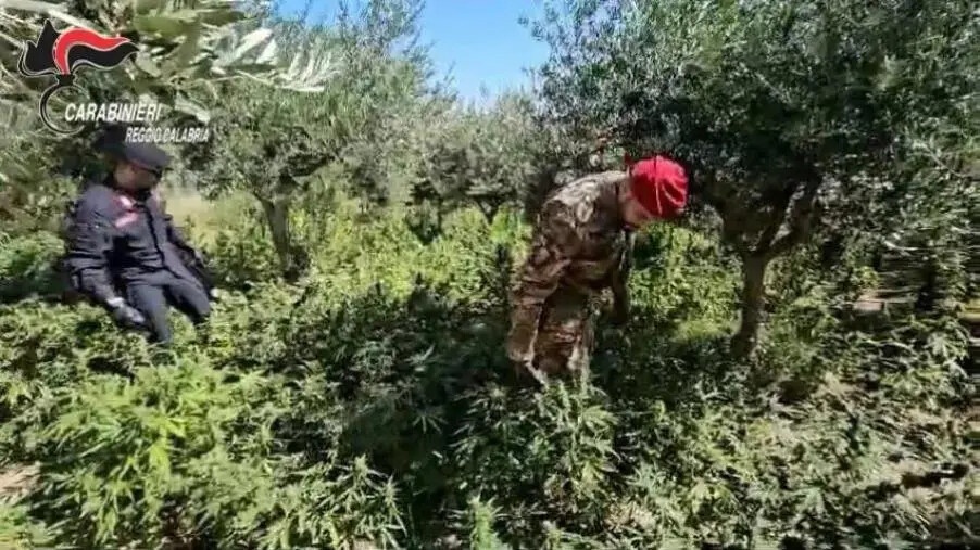 Individuata nel Reggino una coltivazione di oltre 500 piante di marijuana: un arresto images Individuata nel Reggino una coltivazione di oltre 500 piante di marijuana: un arresto