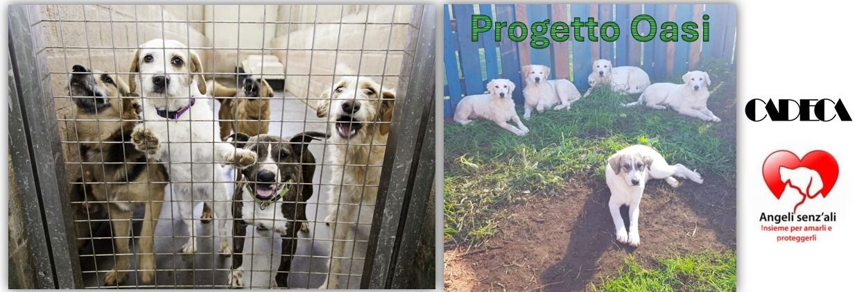 Randagismo a Catanzaro, l’Associazione CA.DE.CA: "Basta rinvii, è il momento del Progetto Oasi" images Randagismo a Catanzaro, l’Associazione CA.DE.CA: "Basta rinvii, è il momento del Progetto Oasi"