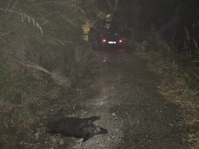 Emergenza cinghiali a Catanzaro, paura ed esasperazione per i cittadini del quartiere Gagliano