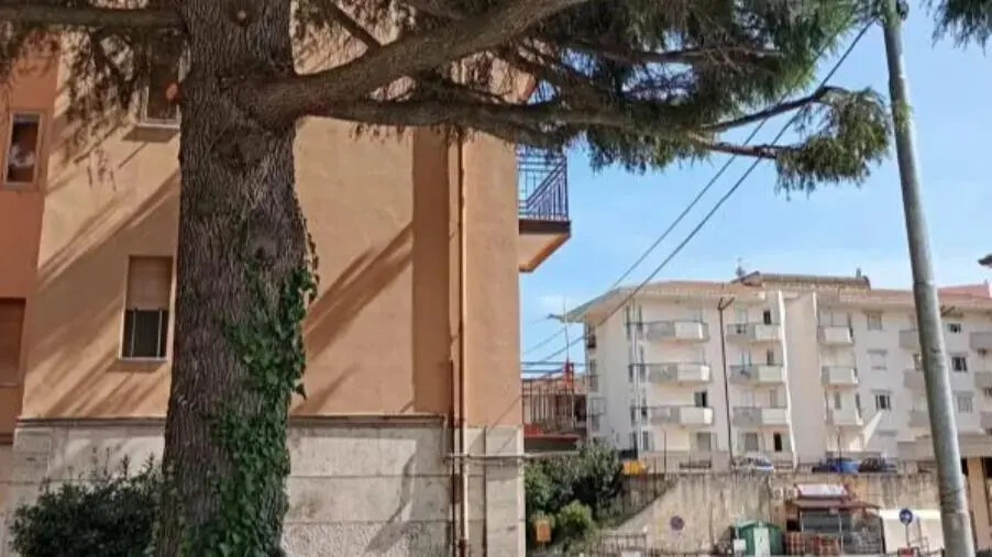 images Settore Ambiente a Catanzaro, Commissione vigilanza chiede audizione urgente su cura del verde