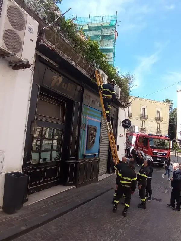 Catanzaro, gatto incastrato in un cornicione: sul posto i Vigili del Fuoco images Catanzaro, gatto incastrato in un cornicione: sul posto i Vigili del Fuoco