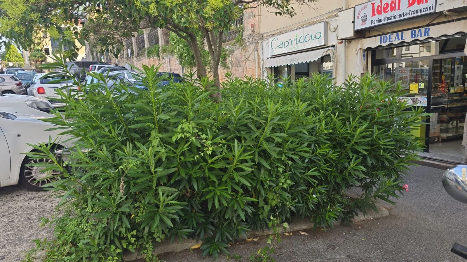 Sergio Costanzo: “Verde pubblico abbandonato, Catanzaro merita rispetto"