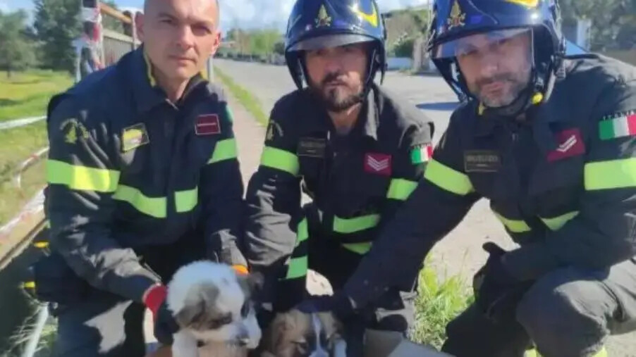 Isola Capo Rizzuto, 2 cuccioli di cane precipitano in un canalone: salvati dai Vigili del fuoco images Isola Capo Rizzuto, 2 cuccioli di cane precipitano in un canalone: salvati dai Vigili del fuoco