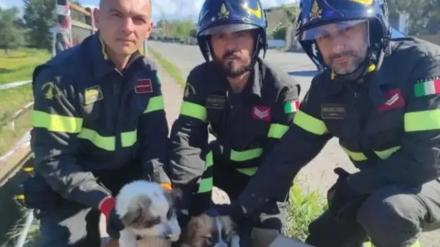 images Isola Capo Rizzuto, 2 cuccioli di cane precipitano in un canalone: salvati dai Vigili del fuoco