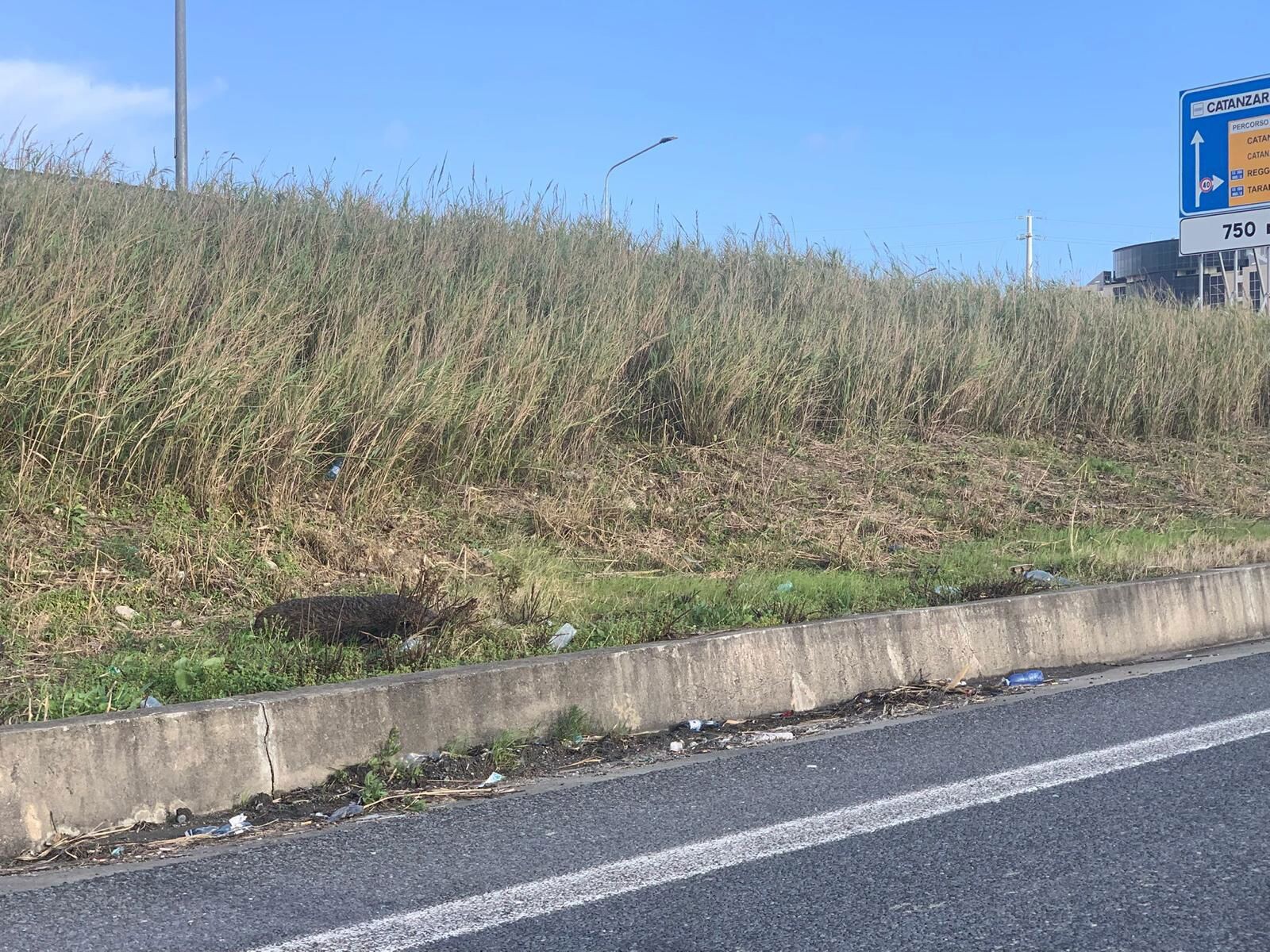 images A Catanzaro carcasse di cinghiale a bordo strada da giorni, la domanda è "Chi deve rimuoverle?"