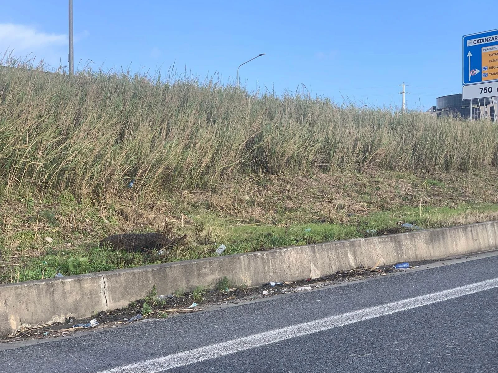 A Catanzaro carcasse di cinghiale a bordo strada da giorni, la domanda è "Chi deve rimuoverle?"