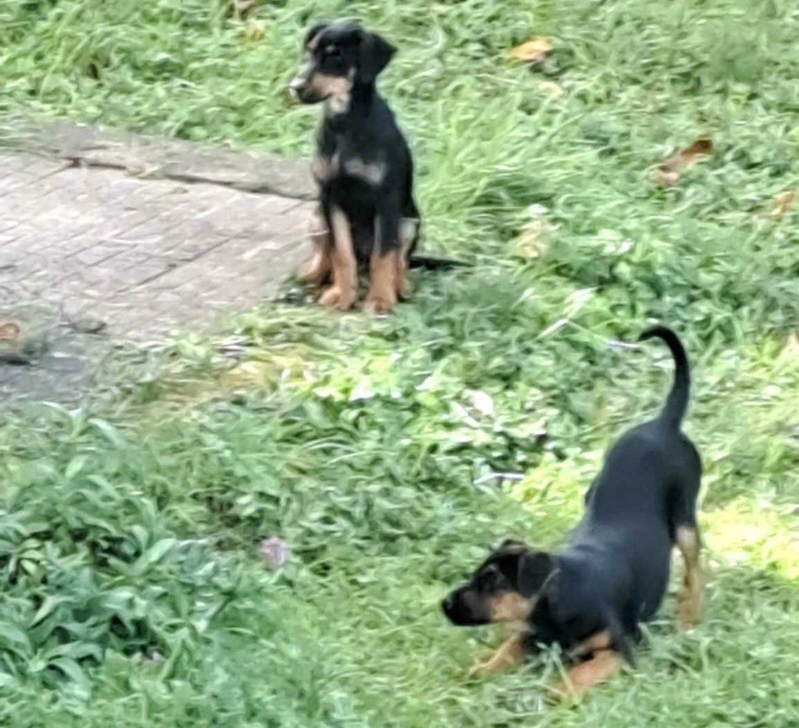 Catanzaro, auto investe due cuccioli e scappa nel quartiere Pontepiccolo: lo sgomento dei residenti