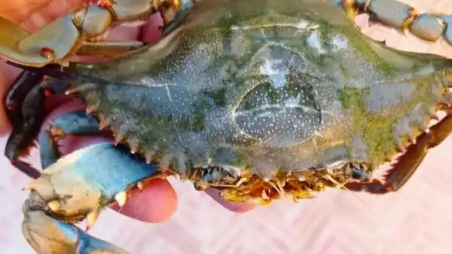 Emergenza granchi blu: segnalata la presenza alla foce del torrente Scilotraco fra Cropani e Sellia Marina images Emergenza granchi blu: segnalata la presenza alla foce del torrente Scilotraco fra Cropani e Sellia Marina