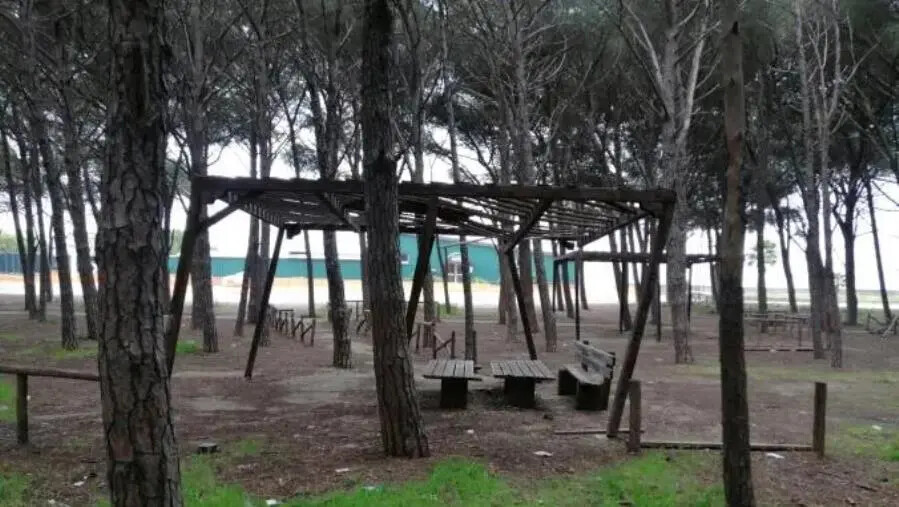 Pineta di Giovino nel degrado, Riccio: “Strutture fatiscenti e invasione di processionaria, si intervenga subito” images Pineta di Giovino nel degrado, Riccio: “Strutture fatiscenti e invasione di processionaria, si intervenga subito”