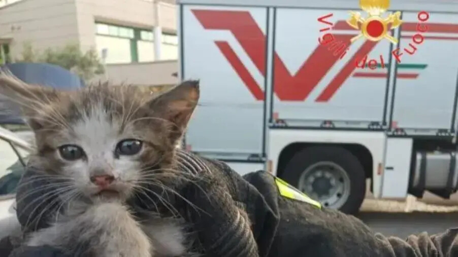 images Rende, gattino resta incastrato nel vano motore di un'auto: salvato dai Vigili del Fuoco 