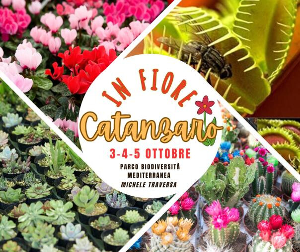 images A Catanzaro la XV Mostra nazionale dell’Arte Bonsai e Suiseki (IL PROGRAMMA)

&nbsp;