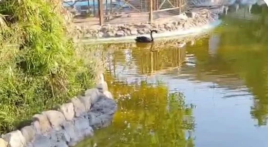 Parco Biodiversità Catanzaro, la denuncia dell'Opat: "Laghetto sporco e maleodorante da mesi"