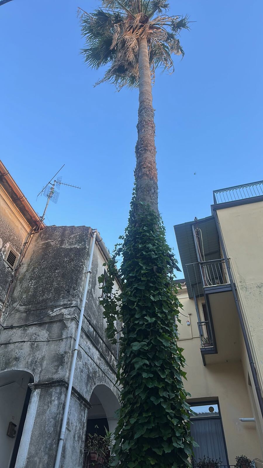 images Catanzaro, Veraldi: "La palma di Via S. Maria del Mezzogiorno è il simbolo del fallimento del Comune"