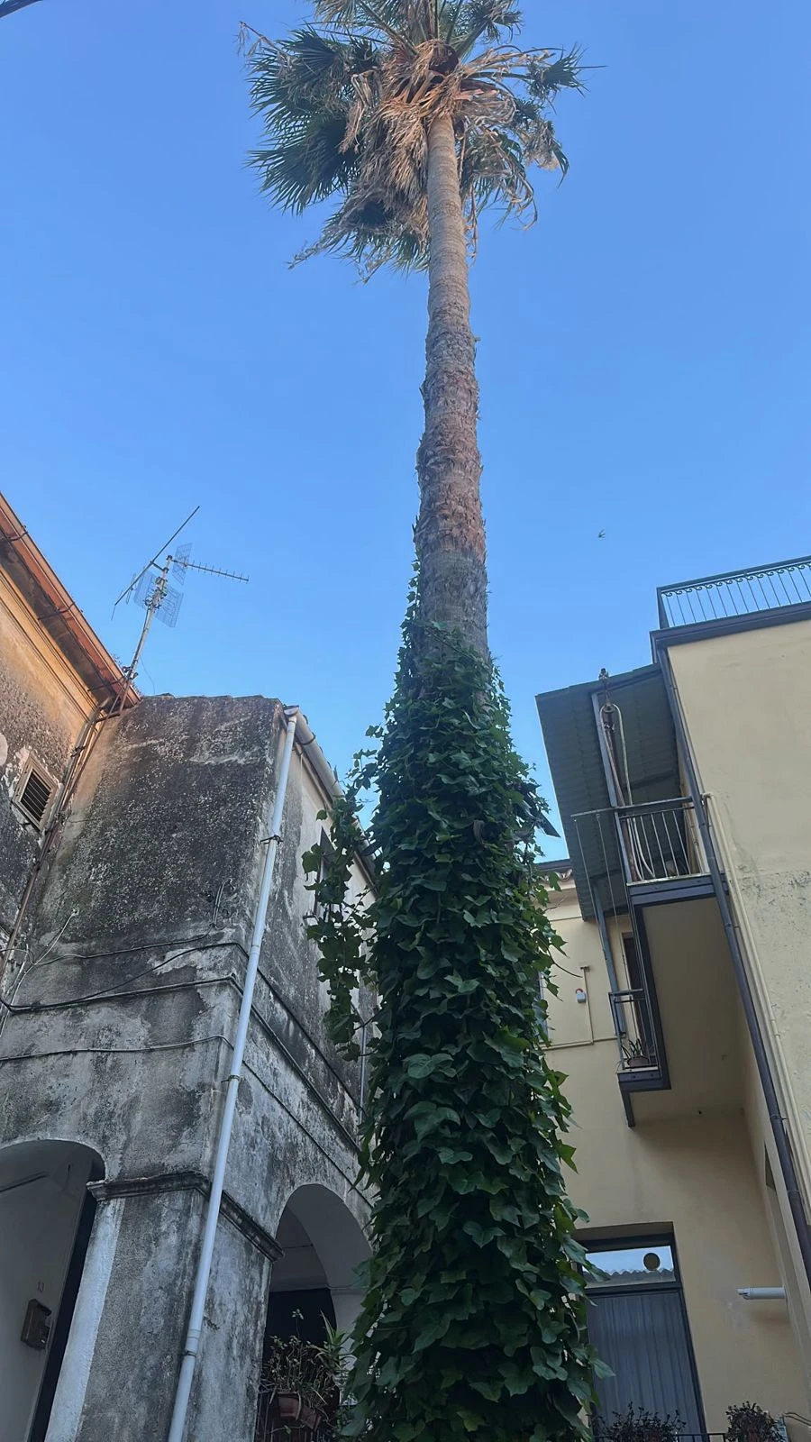 Catanzaro, Veraldi: "La palma di Via S. Maria del Mezzogiorno è il simbolo del fallimento del Comune"
