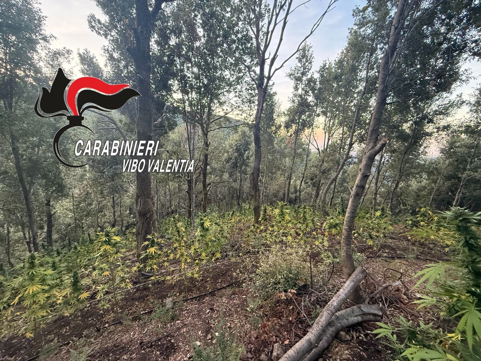 images San Giovanni di Gerace (RC), scoperta piantagione di cannabis: 550 piante rinvenute dai Carabinieri