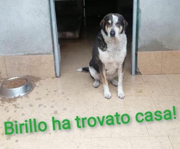 Non solo Birillo, Vitambiente propone di mettere in atto il "Progetto Zero Cani in Canile" della dottoressa Toto images Non solo Birillo, Vitambiente propone di mettere in atto il "Progetto Zero Cani in Canile" della dottoressa Toto