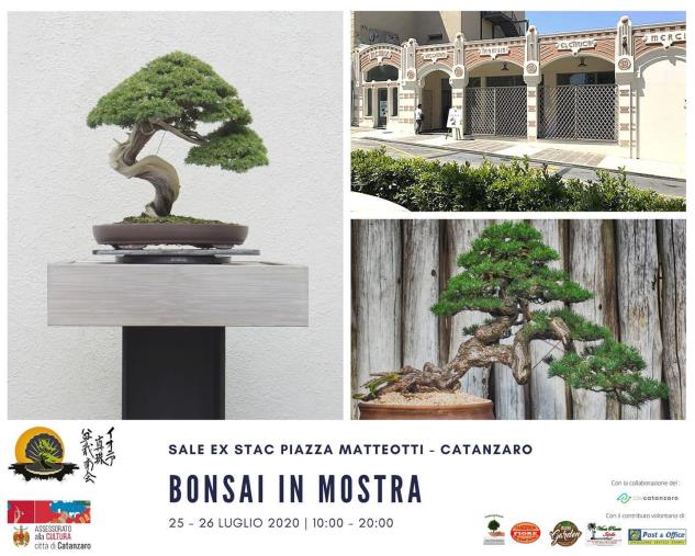 images L'Istituto Agrario di Catanzaro sarà presente alla XI Mostra “Arte Bonsai e Suiseki” all'ex Stac