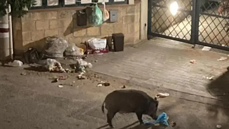 images Cinghiali “in vacanza” a Pietragrande di Stalettì (VIDEO)