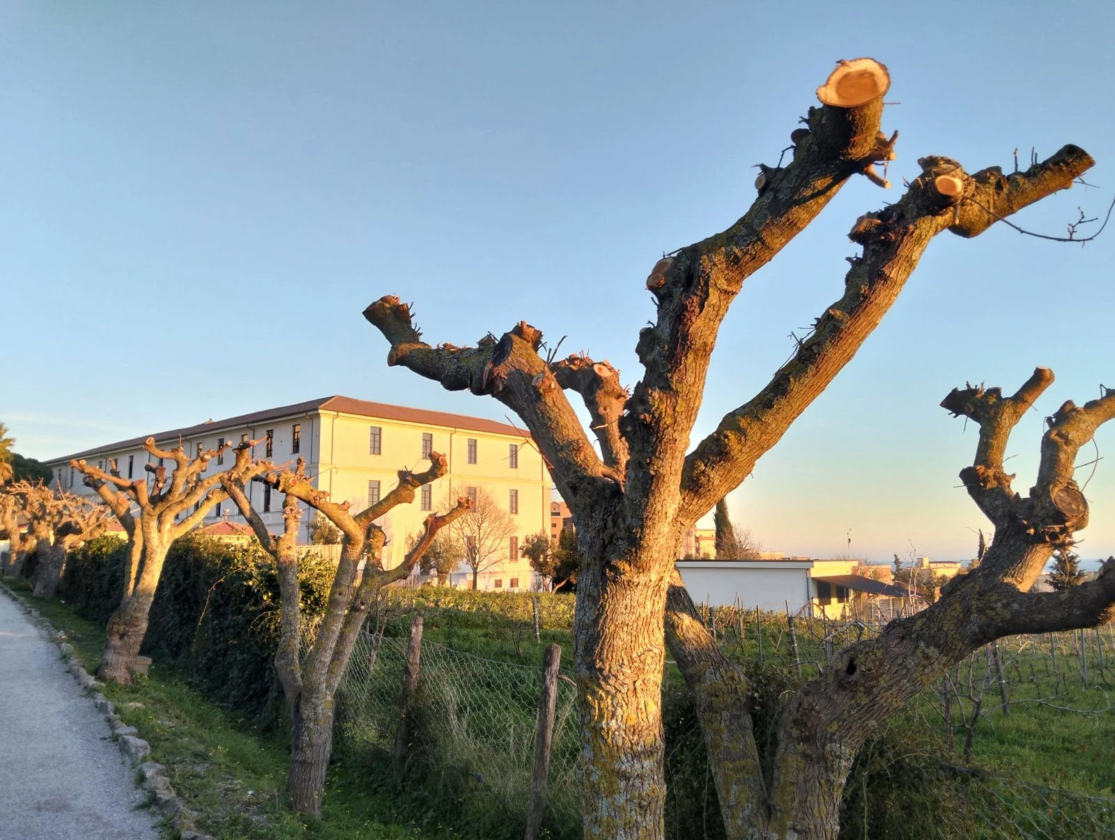 Belfiore: “Basta capitozzatura. Sia attuata la legge sugli alberi monumentali”