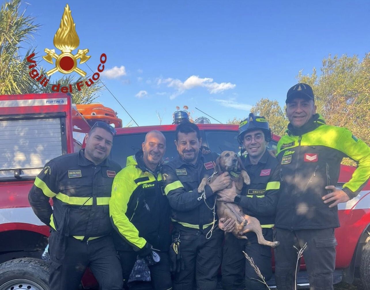 Cirò Superiore, cane da caccia bloccato in un dirupo: salvato dai Vigili del Fuoco images Cirò Superiore, cane da caccia bloccato in un dirupo: salvato dai Vigili del Fuoco