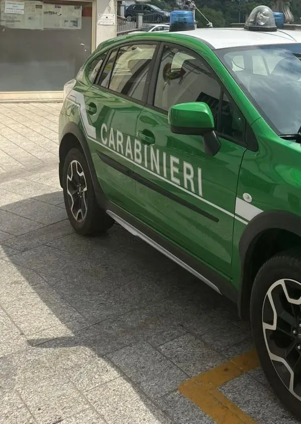 Tagli boschivi non regolari, denunce e sanzioni nel Cosentino