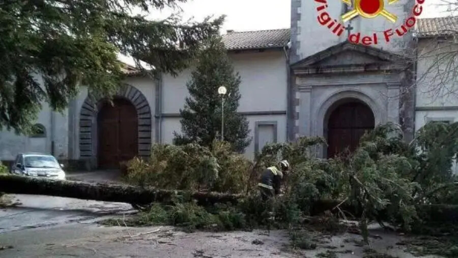 images Maltempo, albero cade all’ingresso della Certosa di Serra San Bruno: intervento dei Vigili del Fuoco