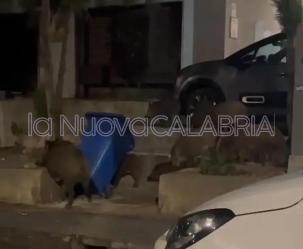 images Catanzaro, assalto di cinghiali a rione de Filippis:  arrivano i carabinieri (VIDEO)