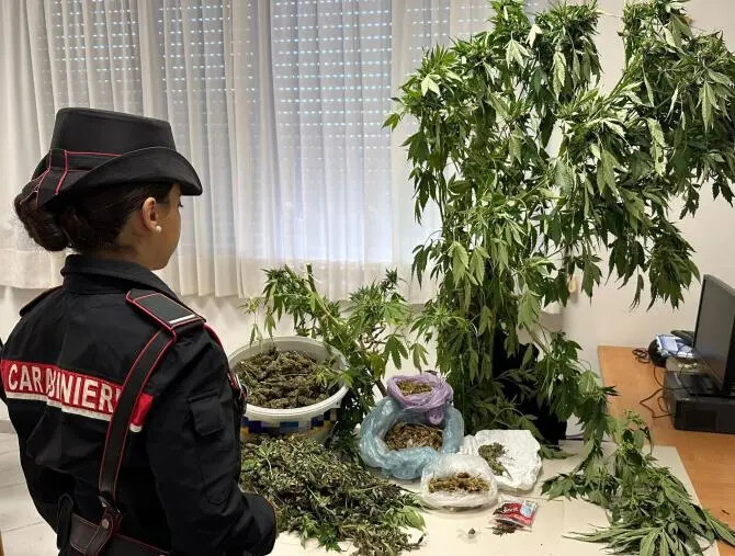 images Lamezia Terme, coltivava marijuana nel suo terreno: ai domiciliari un 54enne