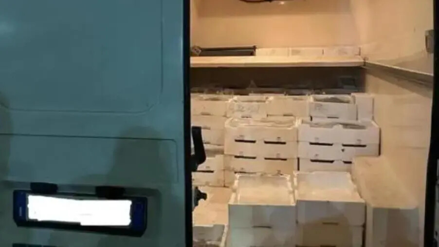 images Sequestrati oltre 800 kg di novellame nel Cosentino: sanzioni per 50 mila euro