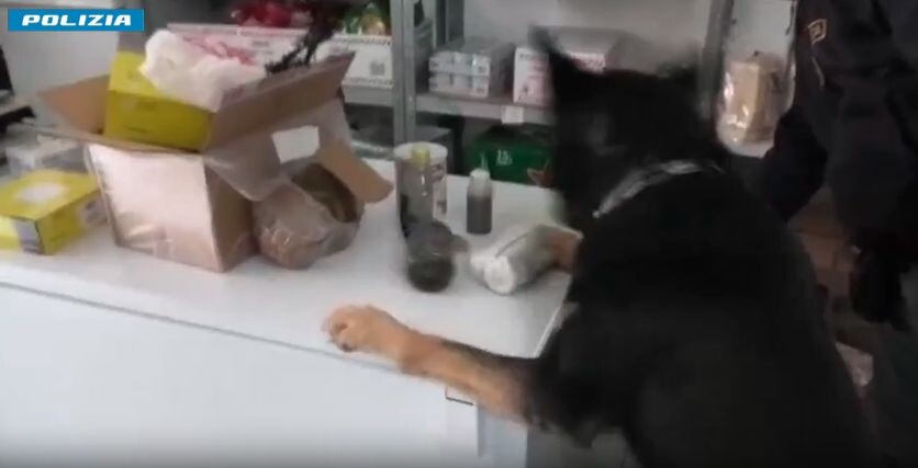 images Blitz antidroga in Italia, controlli anche nel Catanzarese: una denuncia 