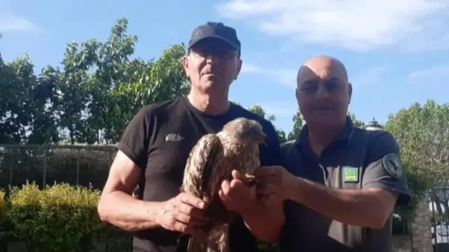 images Catanzaro, recuperato un Nibbio reale in difficoltà nel quartiere Giovino  