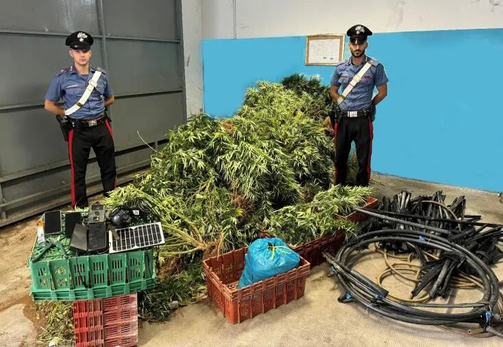 Isola Capo Rizzuto, scovata piantagione di marijuana: tre arresti images Isola Capo Rizzuto, scovata piantagione di marijuana: tre arresti