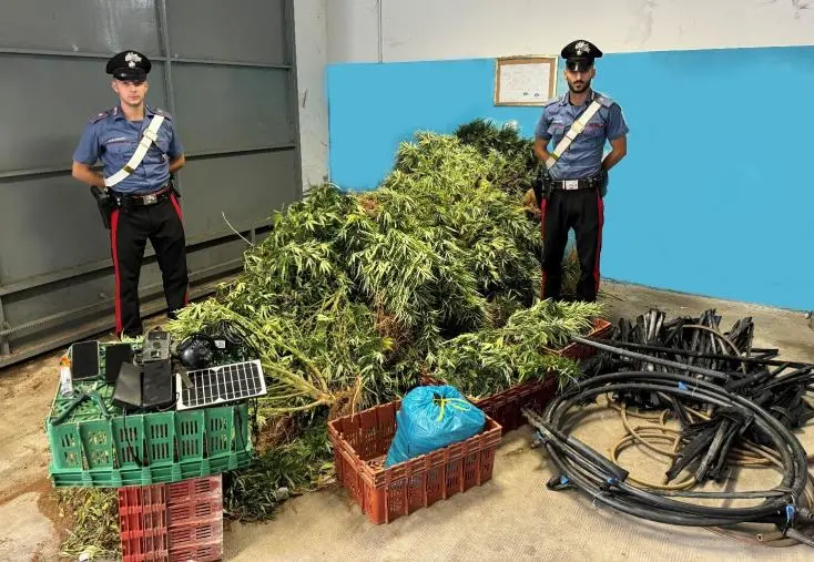 Isola Capo Rizzuto, scovata piantagione di marijuana: tre arresti  images Isola Capo Rizzuto, scovata piantagione di marijuana: tre arresti