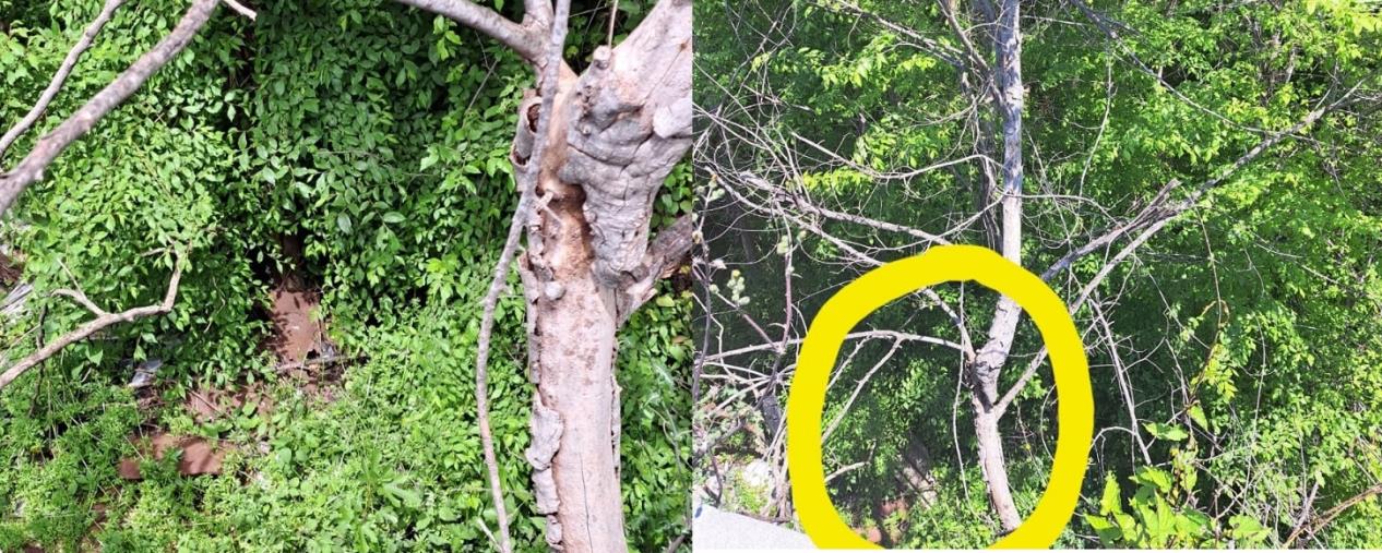 images Girifalco, il Corpo Forestale Volontario ESAF: "Chi ha spostato l'amianto da Stretto delle Fate?"