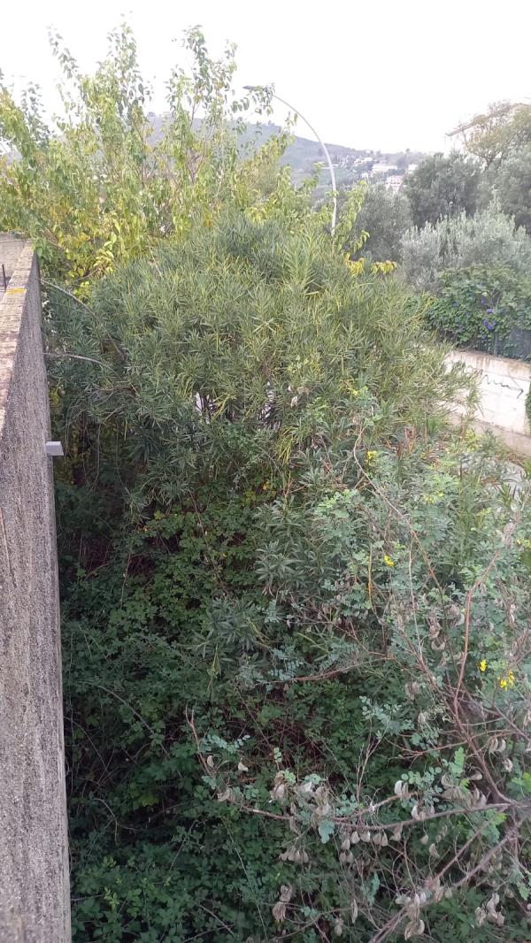 "Lo zoo in alcuni canaloni", nuova denuncia di Fare per Catanzaro images "Lo zoo in alcuni canaloni", nuova denuncia di Fare per Catanzaro