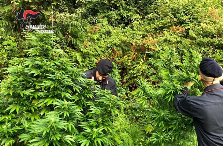 Scoperte oltre 250 piante di canapa indiana tra la vegetazione a Sambiase images Scoperte oltre 250 piante di canapa indiana tra la vegetazione a Sambiase