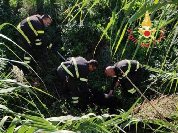 Lamezia Terme. Un cane cade in un canalone per irrigazione: salvato dai vigili del fuoco images Lamezia Terme. Un cane cade in un canalone per irrigazione: salvato dai vigili del fuoco