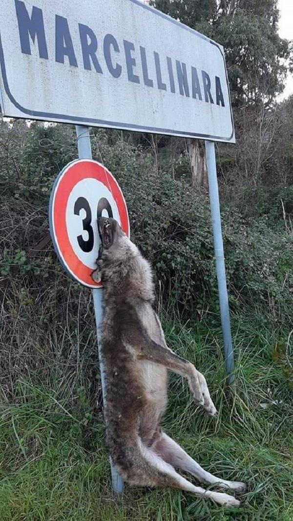 In Tv si rivela la "Gianna" di Rino Gaetano, ma la famiglia nega: "Basta falsità" images In Tv si rivela la "Gianna" di Rino Gaetano, ma la famiglia nega: "Basta falsità"