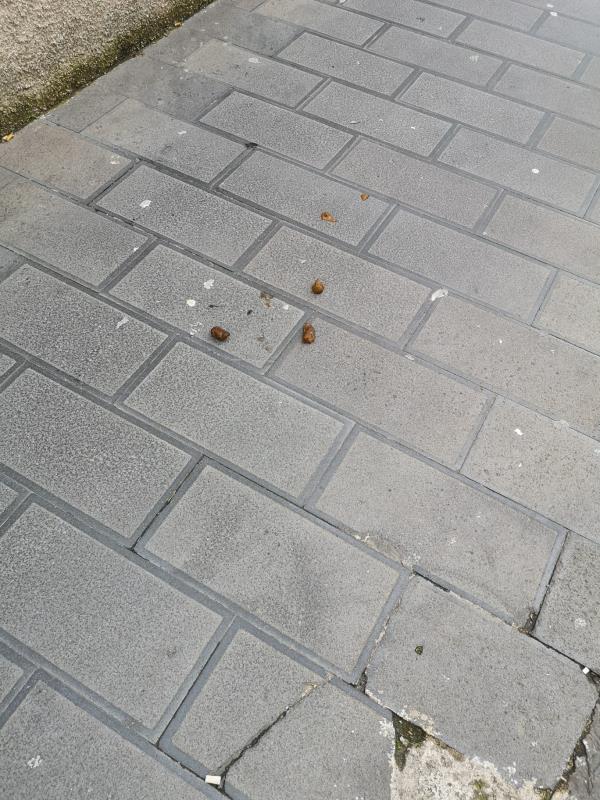 Catanzaro, Silipo (CalabriaOltre): "A spasso nel centro storico dribblando tra gli escrementi dei cani" images Catanzaro, Silipo (CalabriaOltre): "A spasso nel centro storico dribblando tra gli escrementi dei cani"