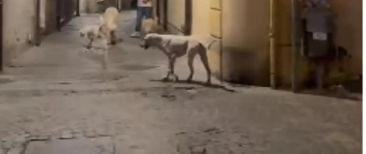 Catanzaro, paura in centro per un branco di cani randagi: ecco perchè nessuno interviene images Catanzaro, paura in centro per un branco di cani randagi: ecco perchè nessuno interviene
