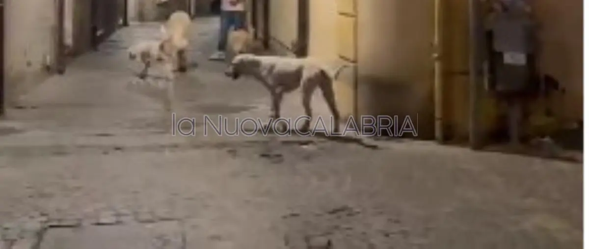 images Randagismo a Catanzaro, i vigili si dotano di un lettore di microchip per individuare i cani sprovvisti  