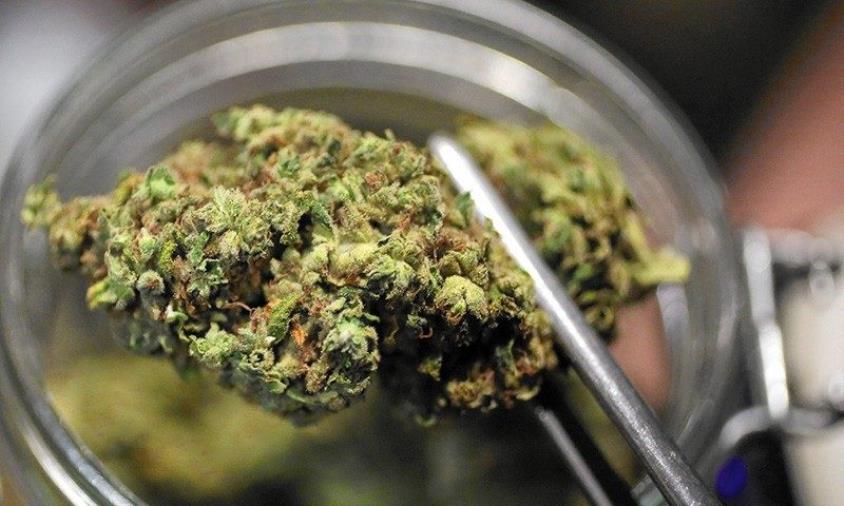 images Coltivavano cannabis, due arresti nel Cosentino