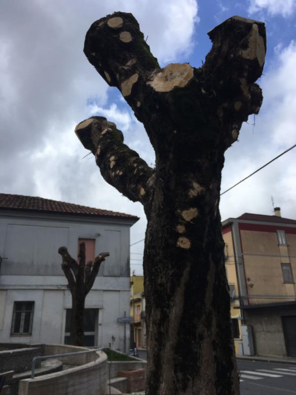 images Capitozzatura alberi. Il gruppo “Chi.Ce- Chiaravalle attiva” si appella al Comune: "Sospendere questo scempio o spiegarne i motivi"