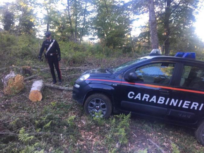 Operazione Fangorn, chiuse le indagini a carico di 15 persone: per la Procura di Castrovillari gestivano il taglio abusivo di alberi anche secolari images Operazione Fangorn, chiuse le indagini a carico di 15 persone: per la Procura di Castrovillari gestivano il taglio abusivo di alberi anche secolari