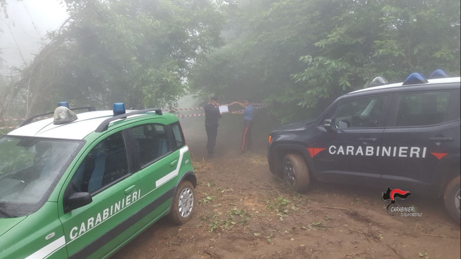 images Coronavirus. Beccati nel bosco a tagliare legna, nel Cosentino sanzionati un imprenditore e 3 operai 