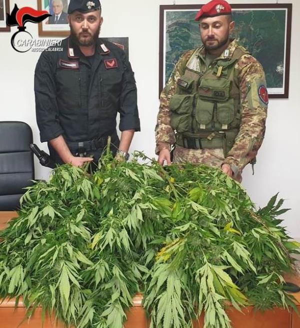 Droga ed estorsione a Soverato, blitz dei carabinieri   (VIDEO E NOMI) images Droga ed estorsione a Soverato, blitz dei carabinieri   (VIDEO E NOMI)